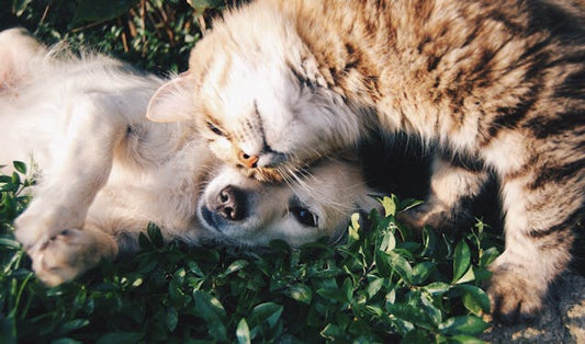 Cats vs. Dogs : Who is the better pet?